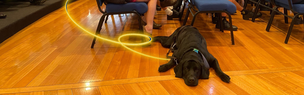 ILC Sunshine Coast has a Therapy Dog to Keep Kids Happy