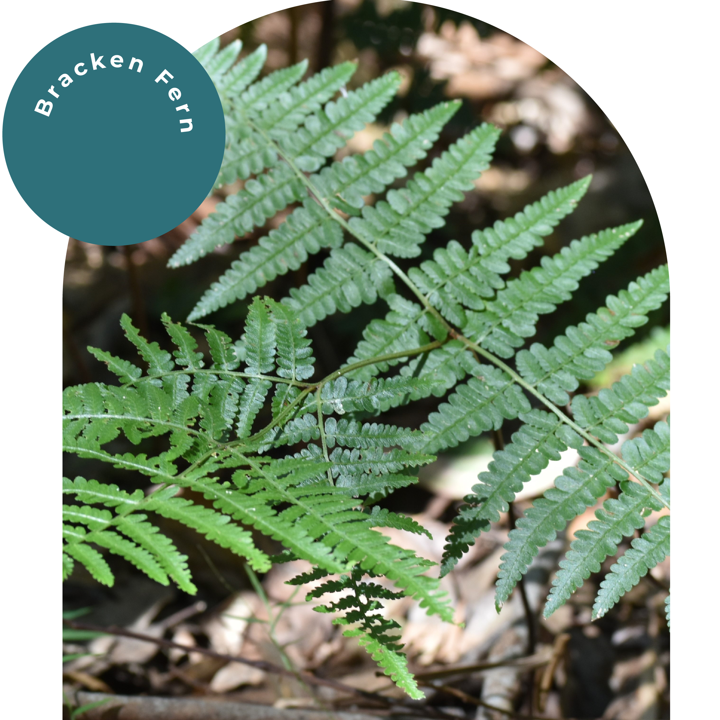 Interactive Rainforest Bracken Fern Interactive Rainforest Bracken Fern