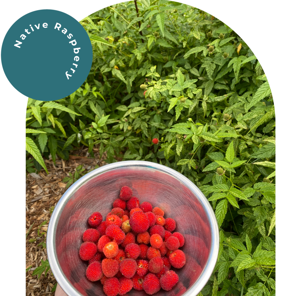 Interactive Rainforest | Native Raspberry
