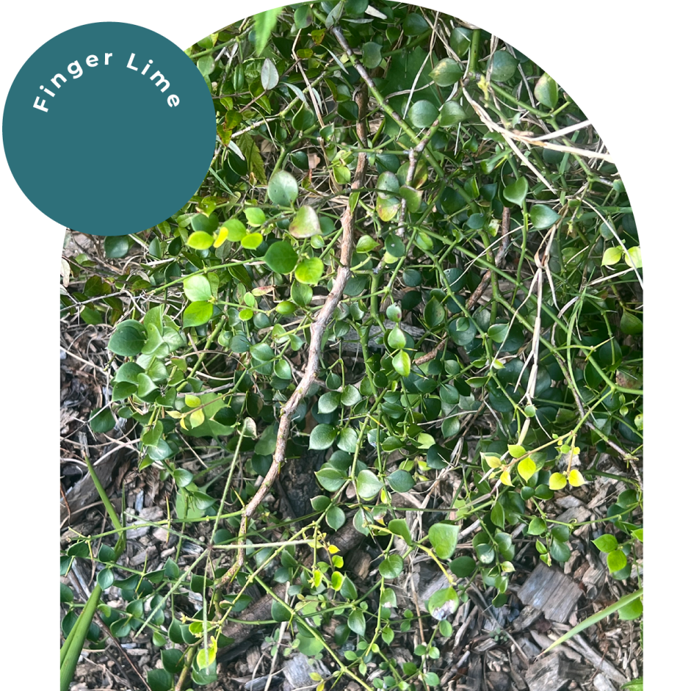 Finger-Lime_01