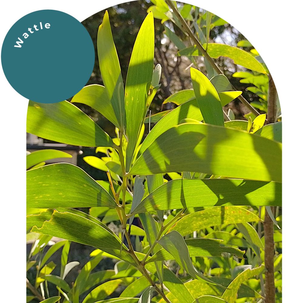 Wattle_01-new